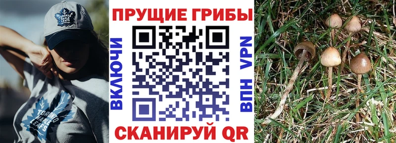 сколько стоит  Можайск  Псилоцибиновые грибы мицелий 